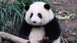 【大熊猫和花】“你好可爱，你好乖，你是谁的梦中情喵”