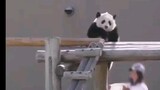 【熊猫】都在讲日本的滚滚最白,其实是奶妈一直在用毛巾不断擦...