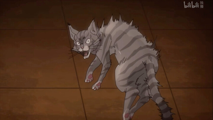 Dio也爱猫