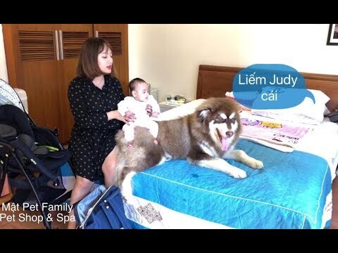 Mật ghen tị với bé Judy , giành mẹ Mai với em bé ==) Alaska with Baby