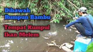 Mancing Ikan Nilem di Kali Kranji, Purwokerto | Ikannya Pada Ngumpul Di Bawah Pohon Bambu Broo..