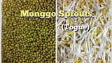 How to Grow Monggo Sprouts (Togue) |Met's Kitchen