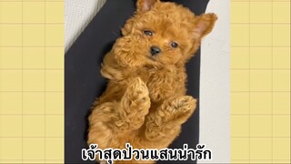 เพื่อนตัวน้อย สัตว์เลี้ยงแสนซน : เจ้าสุดป่วนแสนน่ารัก