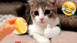 Try Not To Laugh Pets | Trending Funniest Cats Videos | Funny Animal Videos 2023