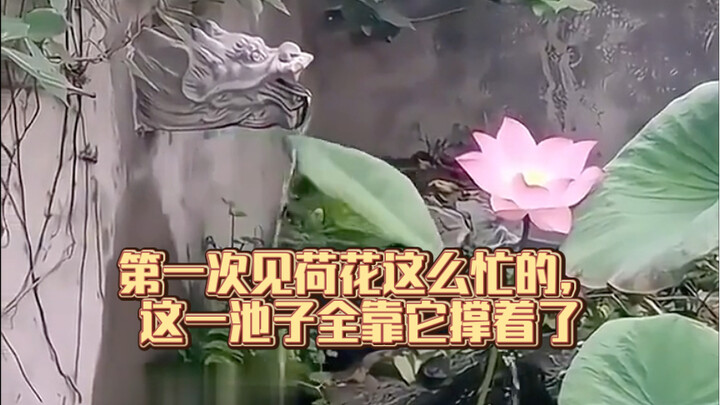 第一次见荷花这么忙的，这一池子全靠它撑着了