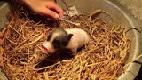 [Animals]Piglet feed & sleep by itself-10 days after birth