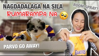 ANG PAGDADALAGA NG TRES MARIAS | MY CUTE SHIH TZU CHEER LEADERS ❤ | PAANO MAIWASAN ANG PARVO TIPS!