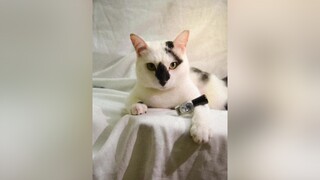 Anh em tui đã lớn lên thế nào 🤩 munchkin cutecat xuhuong meme foryou cat catsoftiktok catlover meocute munchkincat