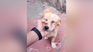 Thương Bơ quá huhu. cunyeucuadua yeucho yeuchomeo cún cúncon chó chómèo chócon chókhôn yeuchomeo chócute pet dog dogsoftiktok