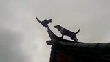 【Funny Videos】Godlike Dogs in China