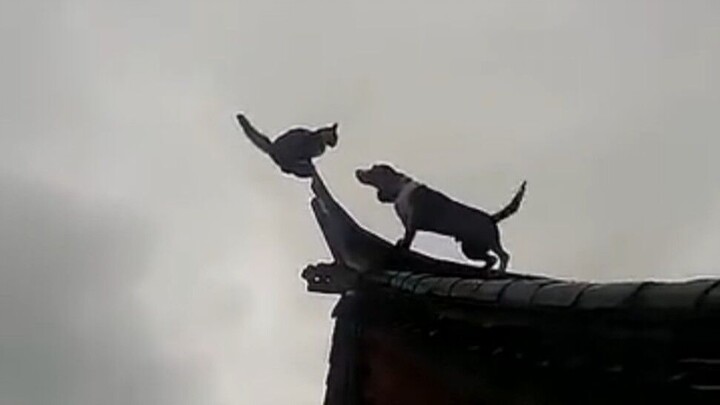 [Video Lucu] Anjing Dewa Tiongkok