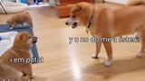 [Hewan]Ayah Shiba Inu mendidik anak anjing nakal