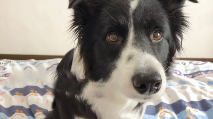 How to tell a Border Collie something he doesn't need to know