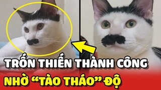 Chú mèo nhiều lần "TRỐN THIẾN" thành công nhờ được TÀO THÁO độ 😂 | Yêu Lu