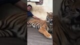 Selfie with biggest tiger | phuket tiger park |  tiger kingdom phuket | tiger touching