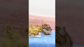 The Life Of Ducklings And Cute Cat  Very Interesting #shorts #kittens #cats #viral #trending