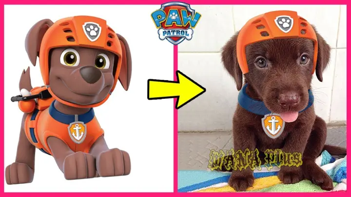 Paw Patrol Characters In Real Life 2022 👉@WANA Plus
