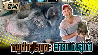 หมูดำคุโรบุตะ สายพันธุ์แท้ - [สิรินทร์ฟาร์ม] EP.47