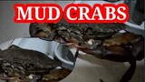 COOKING CRABS #Cooking #Crabs