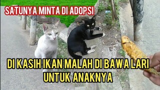 Mengagumkan Kucing Liar Ini Ngejar-Ngejar Temannya Di Kasih Ikan Di Bawa Pulang Lari Untuk Anaknya,!