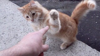Ginger cat attacks my paw