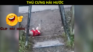 Ôi động vật_ Cười vỡ bụng với những Video hay nhất năm 2018_ P1