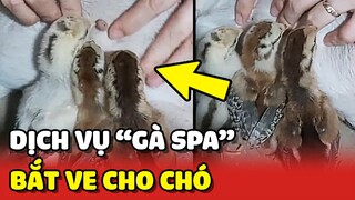 Dịch vụ BẮT VE cho chó SÁNG TẠO của 3 chú GÀ CON 😂 | Yêu Lu