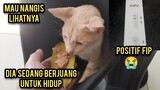Astagfirullah Mau Nangis Kucing Cats Lovers Tv Sakit Obatnya Harus Nebus Total Puluhan Juta Rupiah 😭