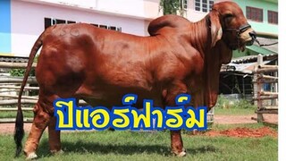 พ่อพันธุ์สวยๆจาก ปีแอร์ฟาร์ม|ราชบุรีcow|brahman|ช่องชัดเจนฟาร์ม|