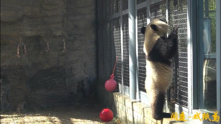 [Hewan]Panda Gemuk Terkena Semprotan Air
