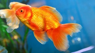 8 Jenis ikan hias air tawar yang cocok untuk aquarium 30 cm