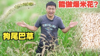 狗尾巴草能做爆米花？摘两根试一下