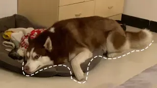 [Dog] My Husky dog finally realized he's been castrated
