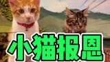 🐈一只小猫与日本大叔的故事！
