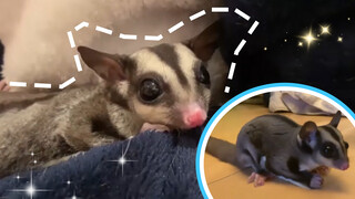 Apa kau benar-benar ingin memelihara wupih sirsik (sugar glider)?