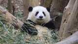 Binatang|Panda Raksasa He Hua Makan Bambu