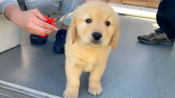 Dance|A Little Cute Golden Retriever