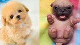 Cute Puppies You Wanna Watch Doing Funny Things 8 Cute VN