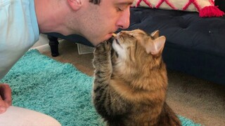 Unmistakable Ways Your Cat Says ‘I Love You’ -  Cute Cats Show Their Love To Their Humans