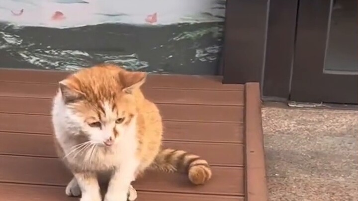 Một người đàn ông gặp phải một con mèo đang ngậm chuột trong miệng và "cuộc trò chuyện" của anh ta n