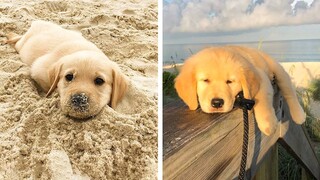 🥰Golden's Funny And Cute Actions make Your Heart Flutter🐶|Cutest Puppies