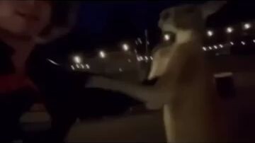 ha ha ha