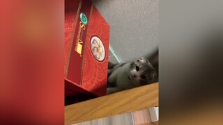 Hiii tui trốn kĩ lắm nha cat catsoftiktok cutecat catlover fypシ foryoupage foryou