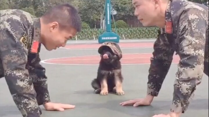 Tất cả chó mèo trong quân đội đều đã trở thành *! Ha ha ha ha