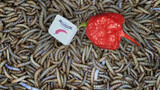 Feed 20000 Mealworms With Carolina Reapers