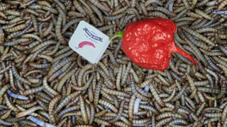 Feed 20000 Mealworms With Carolina Reapers