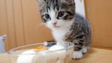 Kucing kecil "Coco" pertama kali memakan telur rebus.
