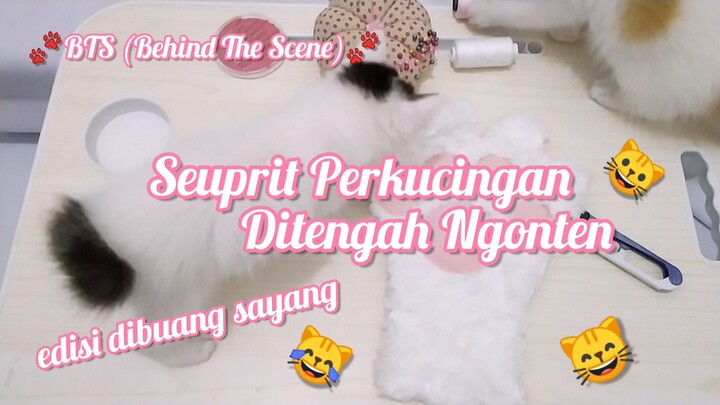 [BTS] Seuprit Perkucingan Ditengah Ngonten 😹😹