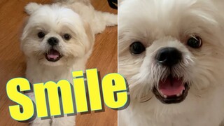 What Will Make My Dog Smile? (Cute & Funny Shih Tzu Dog Video)