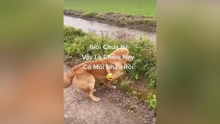 Pha Chụp Cá Đỉnh Cao 🤣🤣🤣 xuhuong tiktok thucung vuinhon haihuoc ahung0k dog